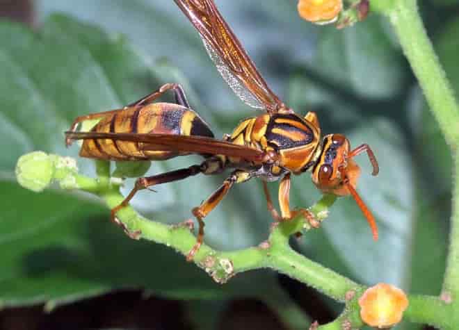 昆虫図鑑・チヤマトアシナガバチ
